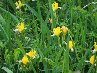 Iris variegata, photographed by carnifex