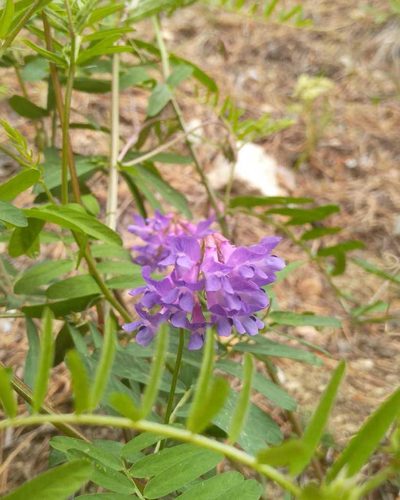 Vicia multicaulis, photographed by Юлия