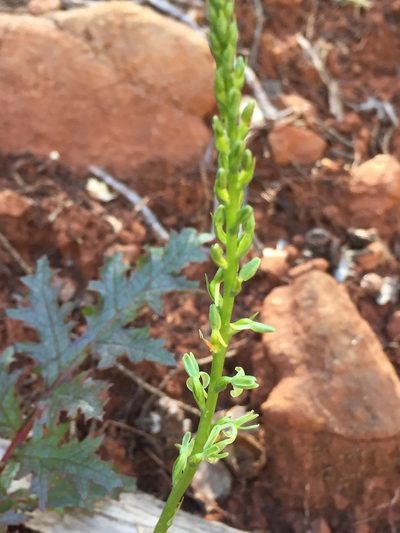 Platanthera leptopetala, photographed by Scott Loarie