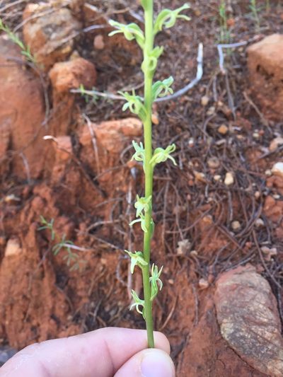 Platanthera leptopetala, photographed by Scott Loarie