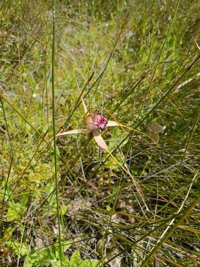 Caladenia paludosa, photographed by Em Lamond