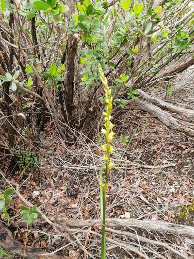 Prasophyllum elatum, photographed by Em Lamond