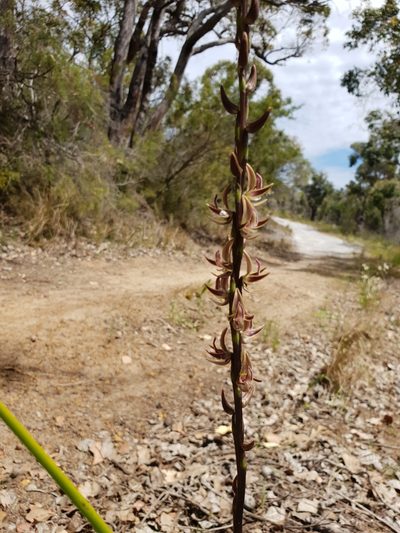 Prasophyllum regium, photographed by Em Lamond