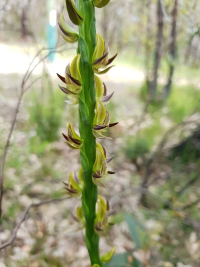 Prasophyllum regium, photographed by Em Lamond