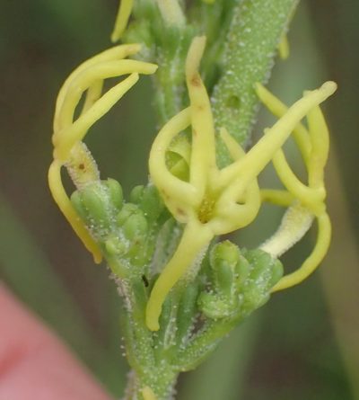 Manulea obovata, photographed by Nicola van Berkel