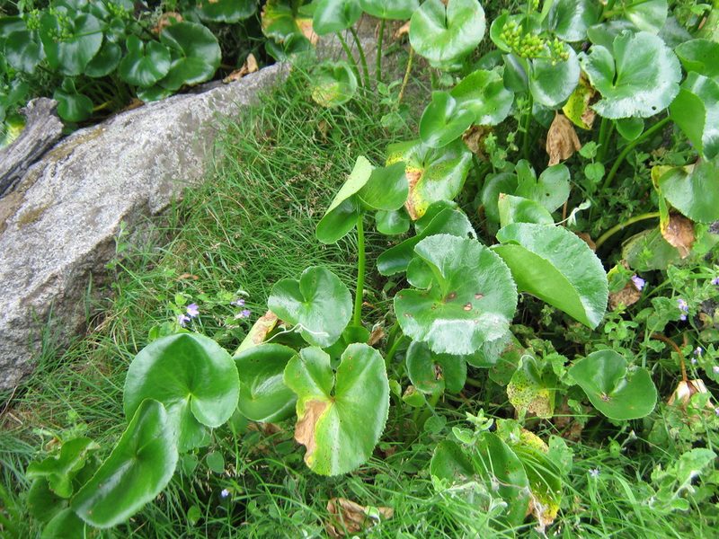 Ornduffia calthifolia, photographed by Em Lamond