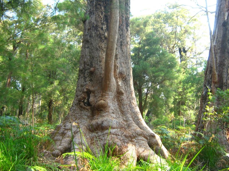Eucalyptus jacksonii, photographed by Em Lamond