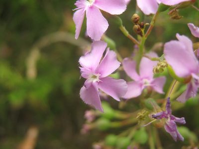 Stylidium nymphaeum, photographed by Em Lamond