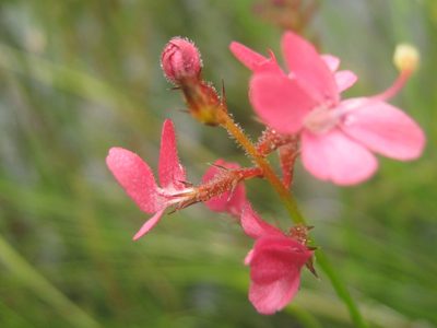 Stylidium squamosotuberosum, photographed by Em Lamond
