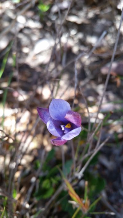 Thelymitra cornicina, photographed by Em Lamond