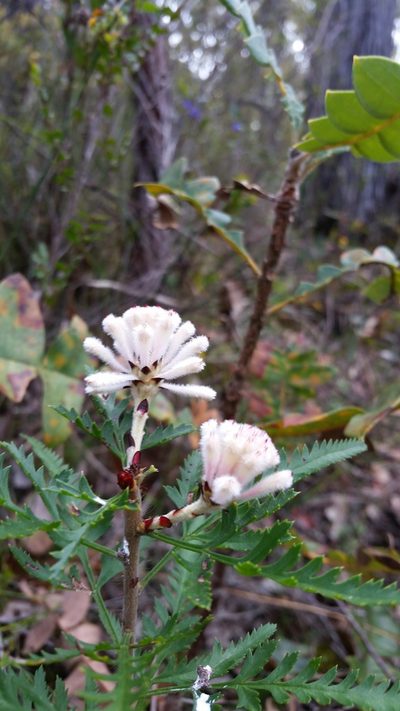 Petrophile diversifolia, photographed by Em Lamond