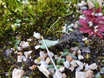 Spiculaea ciliata, photographed by Em Lamond