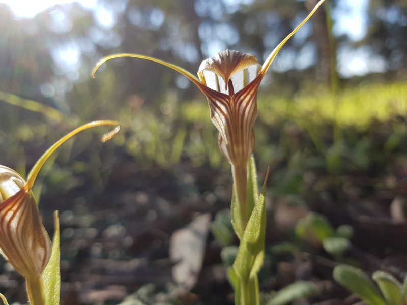 Pterostylis hamiltonii, photographed by Em Lamond