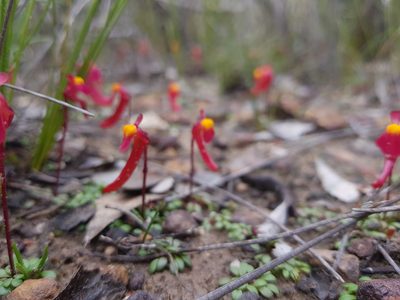 Utricularia menziesii, photographed by Em Lamond