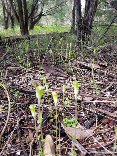 Pterostylis ectypha, photographed by Em Lamond