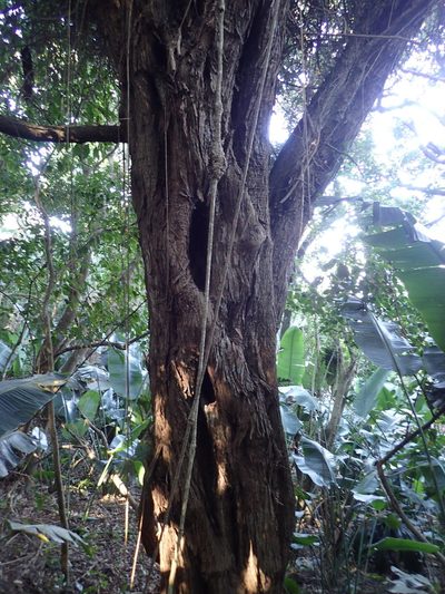 Psydrax obovatus, photographed by Mahomed Desai