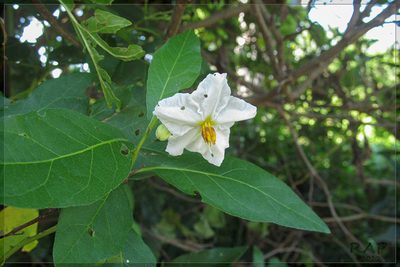Solanum guaraniticum, photographed by RAP