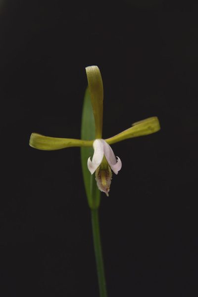Cleistesiopsis bifaria, photographed by snail_hiker