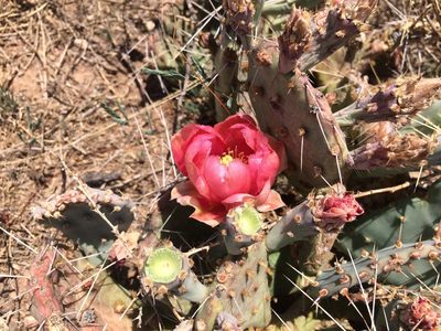 Opuntia pottsii, photographed by Chris (CP) and Pamela (PP) Pipes