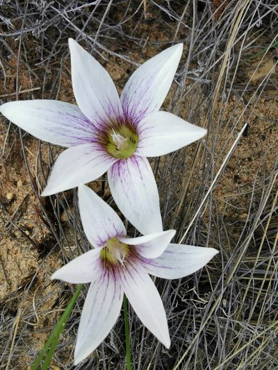 Romulea flexuosa, photographed by Kai.Munting.Tankwa