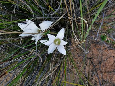 Romulea flexuosa, photographed by Kai.Munting.Tankwa