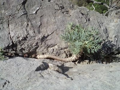 Seseli gummiferum, photographed by Михаил Орлов