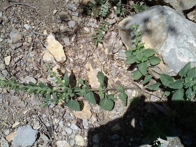 Scutellaria albida, photographed by Михаил Орлов