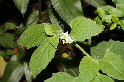 Solanum sarrachoides, photographed by John Fones
