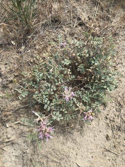 Astragalus succumbens, photographed by Michael O'Loughlin