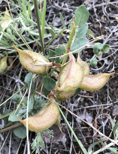 Astragalus beckwithii, photographed by Caleb Catto