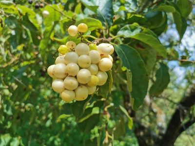 Ehretia latifolia, photographed by Juan Carlos Pérez Magaña