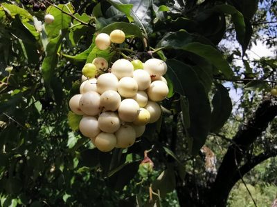 Ehretia latifolia, photographed by Juan Carlos Pérez Magaña