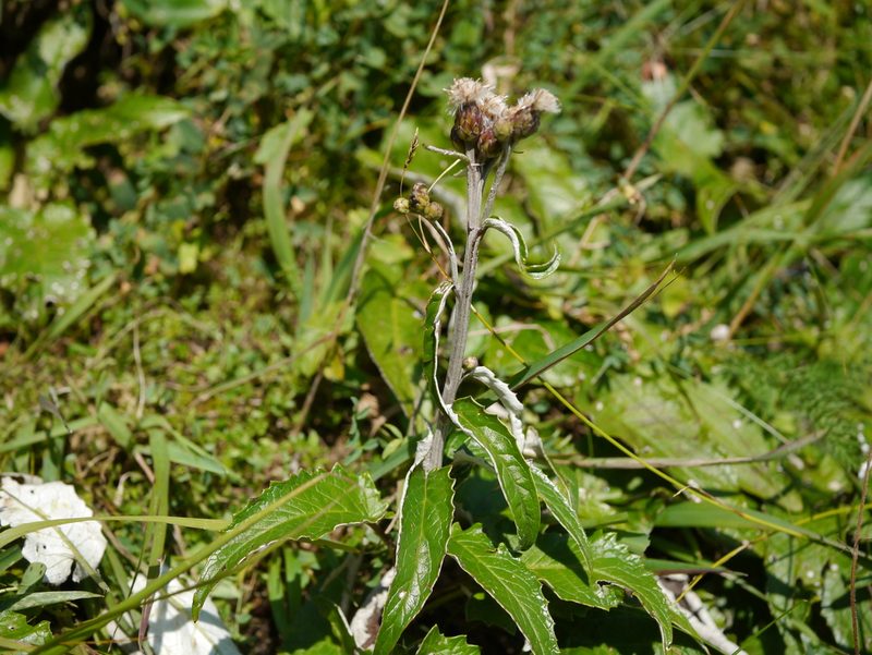 Saussurea discolor, photographed by Patrick Schwager