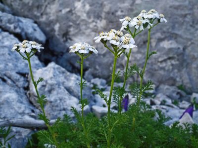 Achillea clusiana, photographed by Patrick Schwager
