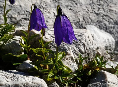 Campanula pulla, photographed by Patrick Schwager