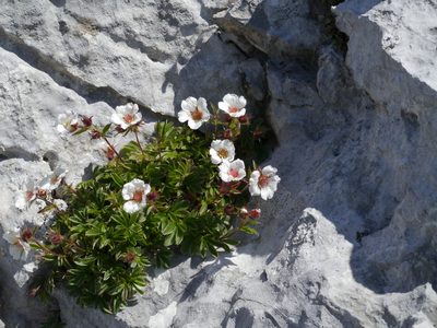 Potentilla clusiana, photographed by Patrick Schwager