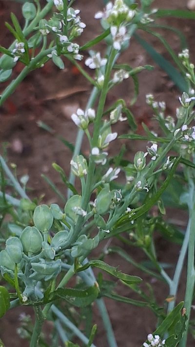 Lepidium sativum, photographed by Markus Krieger