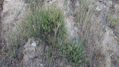 Thymus zygis, photographed by ARBA Tres Cantos