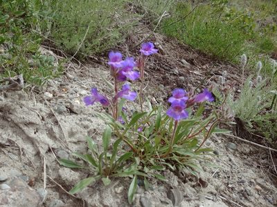 Penstemon gormanii, photographed by Syd Cannings