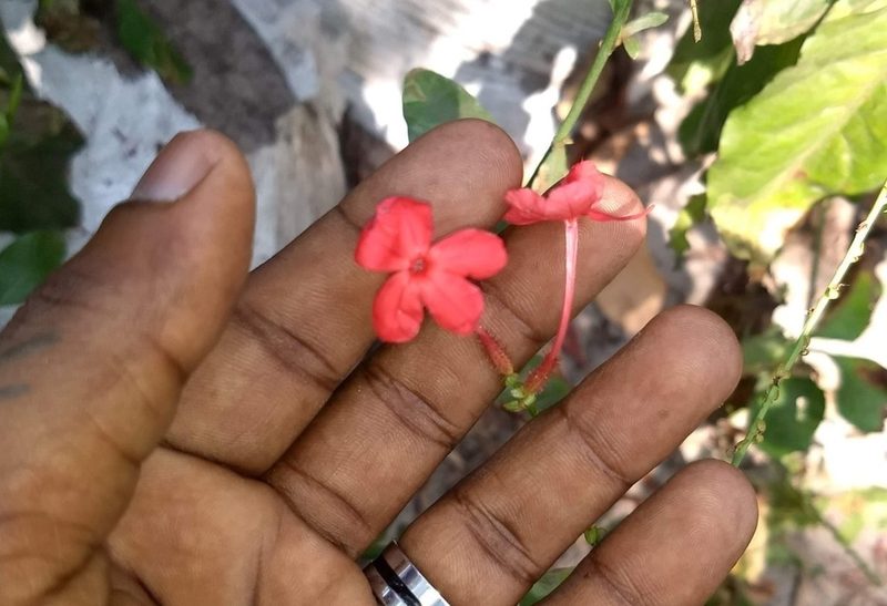 Plumbago indica, photographed by renjus box