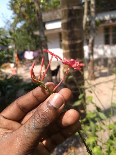 Plumbago indica, photographed by renjus box
