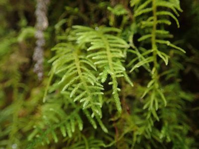 Claopodium bolanderi, photographed by Randal