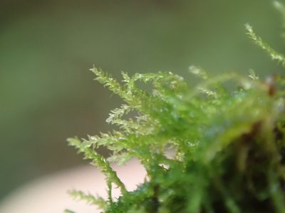 Heterocladium macounii, photographed by Randal