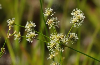 Juncus scirpoides, photographed by Claire Herzog