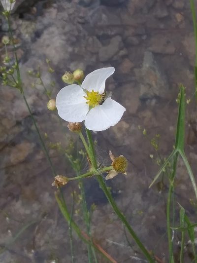 Sagittaria engelmanniana, photographed by Alpha Wolf