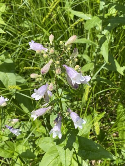 Penstemon calycosus, photographed by Sandy Wolkenberg