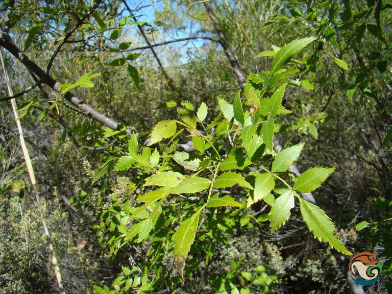 Fraxinus purpusii, photographed by Eugenio Padilla