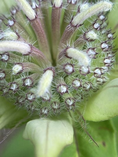 Monarda austroappalachiana, photographed by Emily Summerbell