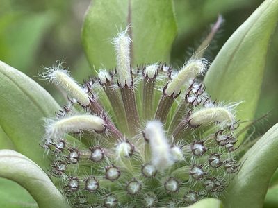 Monarda austroappalachiana, photographed by Emily Summerbell