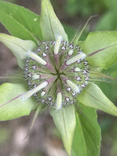 Monarda austroappalachiana, photographed by Emily Summerbell